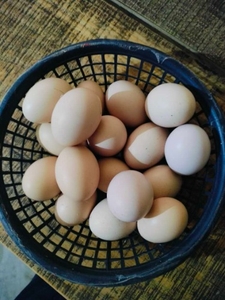 ಮೊಟ್ಟೆ