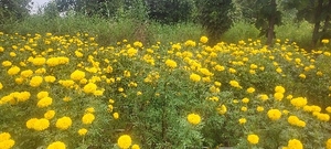 ಮಾರಿಗೋಲ್ಡ್