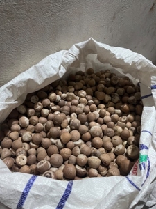 അരെക്കനട്ട്