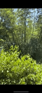 மூங்கில்