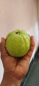 జామకాయ