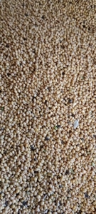 ಸೋಯಾಬೀನ್
