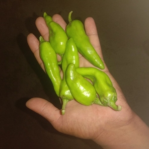 हरी मिर्च