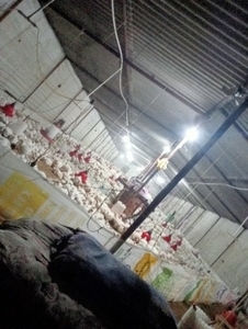 മുർഗ