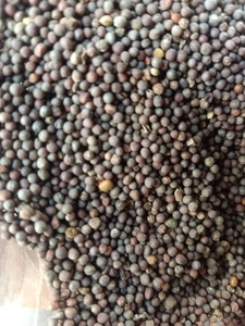 ఆవాలు