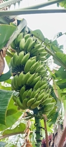 ಬಾಳೆಹಣ್ಣು