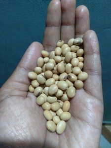 ಸೋಯಾಬೀನ್