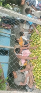 నిమ్మకాయ