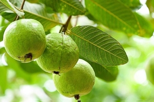 പേരയ്ക്ക