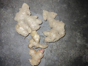 இஞ்சி