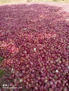 வெங்காயம்