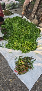 हरी मिर्च