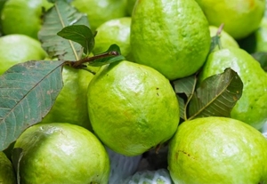 జామకాయ
