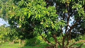 మామిడి