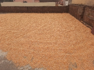 ಮೆಕ್ಕೆ ಜೋಳ