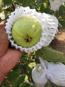 கொய்யா