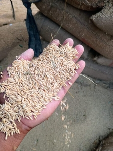 നെല്ല്
