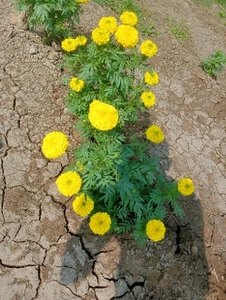 బంతి పువ్వు