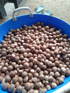 അരെക്കനട്ട്