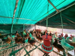 கோழி