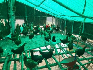 ఫోటో 2