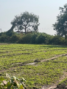 ಕೊತ್ತಂಬರಿ ಸೊಪ್ಪು