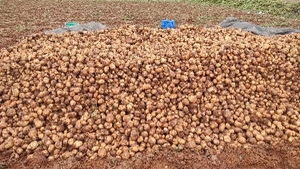 உருளைக்கிழங்கு