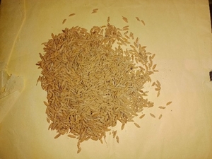 നെല്ല്