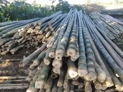 వెదురు