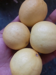 ನಿಂಬೆಹಣ್ಣು