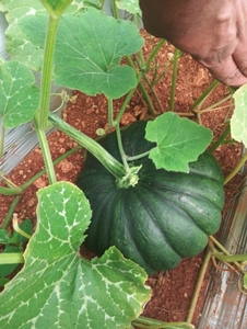 മത്തങ്ങ