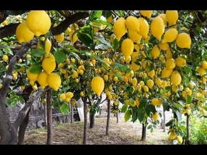 ఫోటో 2