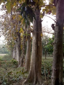 ತೇಗ