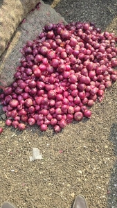ಈರುಳ್ಳಿ