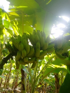 வாழைப்பழம்