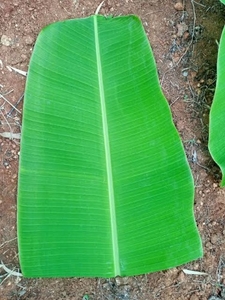 అరటిపండు