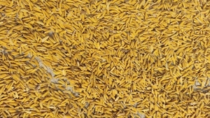 धन