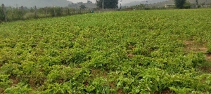 ഫോട്ടോ 4