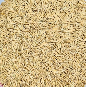 వరి