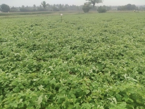 ഉരുളക്കിഴങ്ങ്