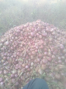 പട്ടാറ്റോ