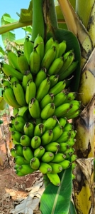 అరటిపండు