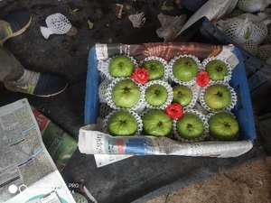 கொய்யா