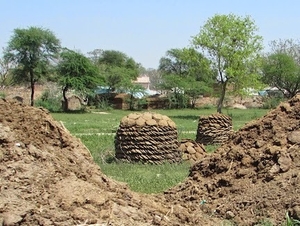 गाँय का गोबर