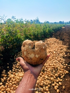 Potato 