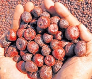 பாக்கு