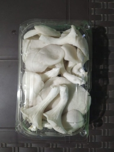 ಆಯ್ಸ್ಟರ್ ಮಶ್ರೂಮ್