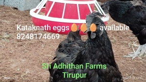 ഫോട്ടോ 2