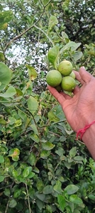 எலுமிச்சை