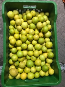 ನಿಂಬೆಹಣ್ಣು